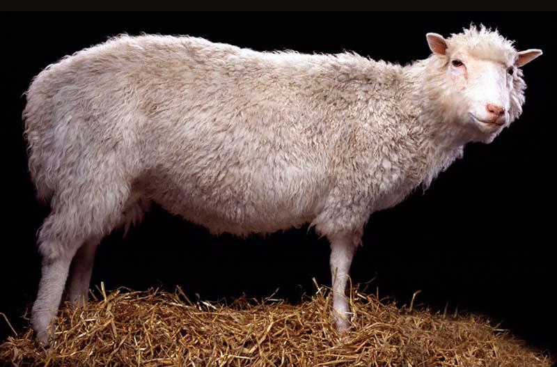 ovca Dolly.jpg
